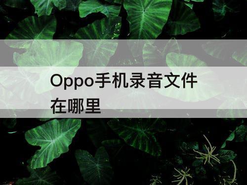 Oppo手机录音文件在哪里